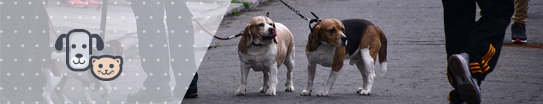 header_serv_mascotas
