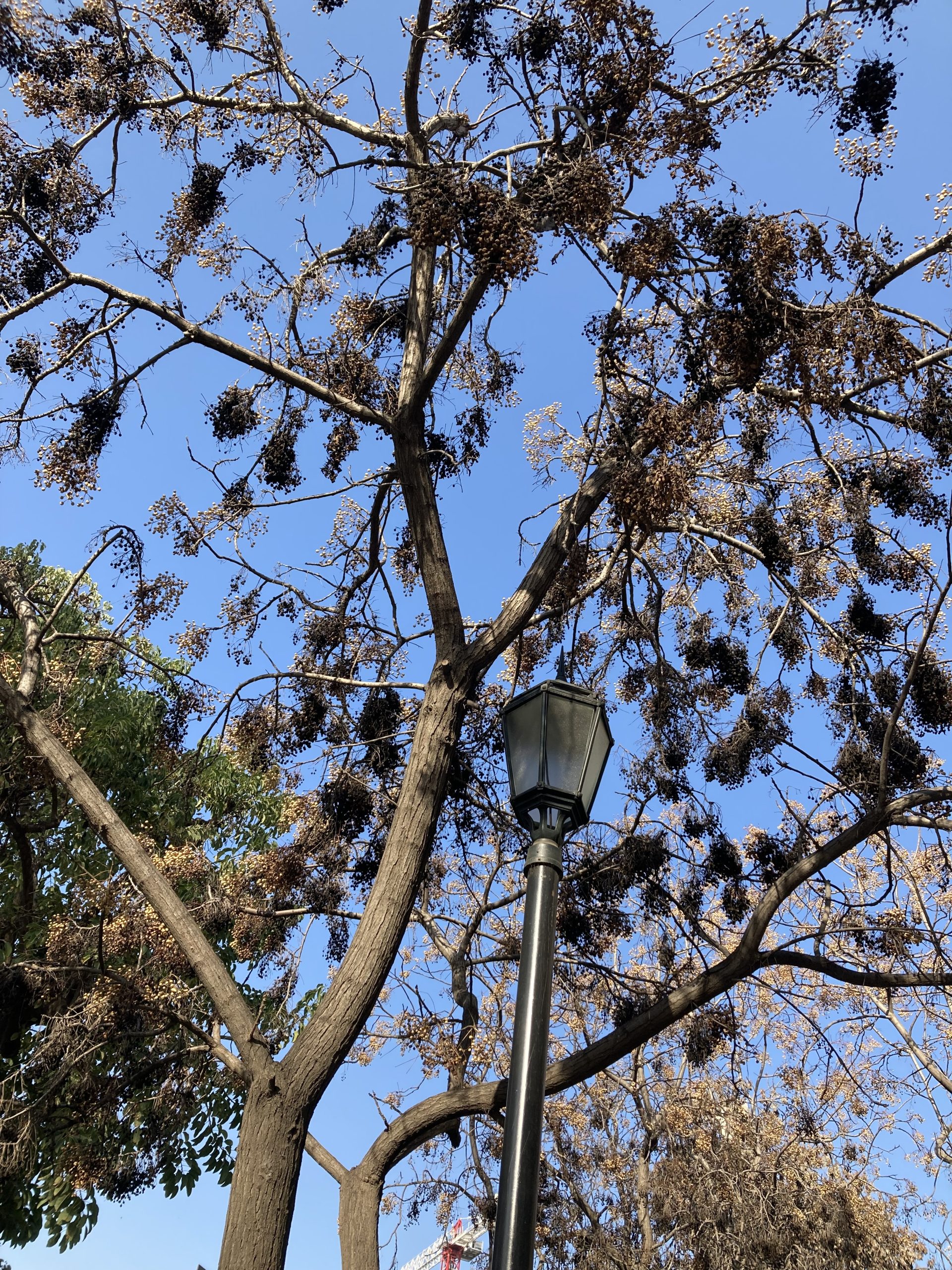 recursos humanos melia